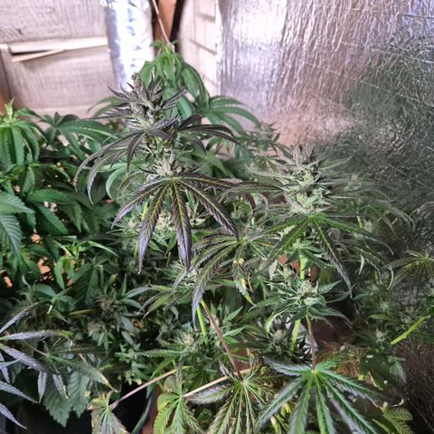 🌅Sherbi photo, blue sunset sherbert, Barneys farm  growlog timeline photo