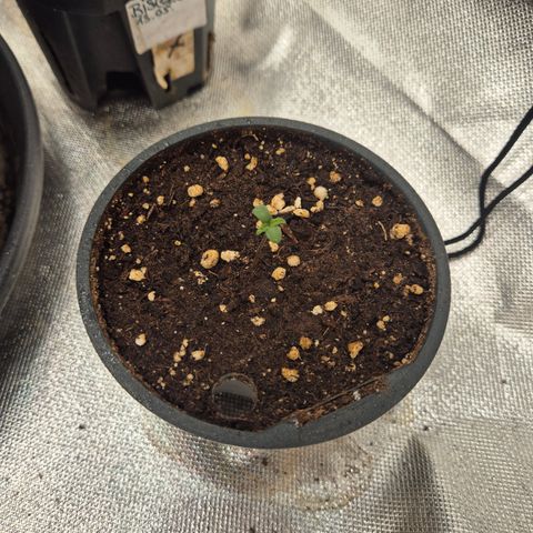 Gorilla Zkittles Auto anna growlog timeline photo