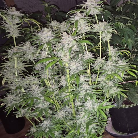 🍍Anna  #1 amnesia lemon  growlog timeline photo
