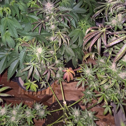 🌅Sherbi photo, blue sunset sherbert, Barneys farm  growlog timeline photo