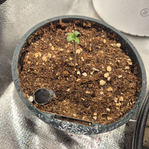 Afghani #1 (45-50bt) growlog timeline photo