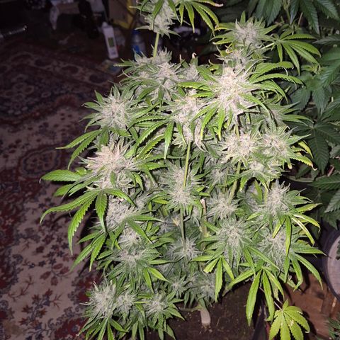 🍍Anna  #1 amnesia lemon  growlog timeline photo
