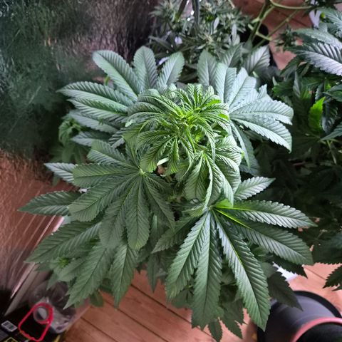 Moby 🍆  growlog timeline photo