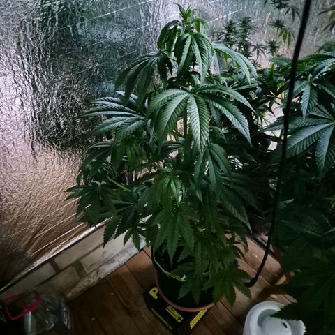 Moby 🍆  growlog timeline photo