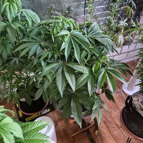 Black Domina 💃 growlog timeline photo