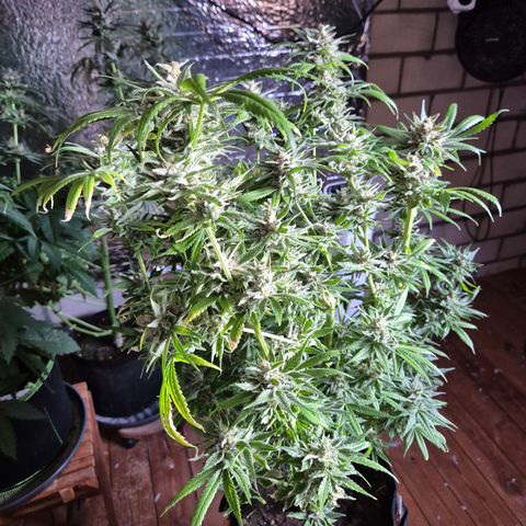 🍍Anna  #1 amnesia lemon  growlog timeline photo