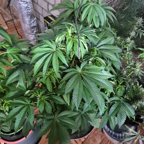 Black Domina 💃 growlog timeline photo