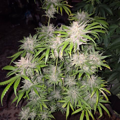 🍍Anna  #1 amnesia lemon  growlog timeline photo