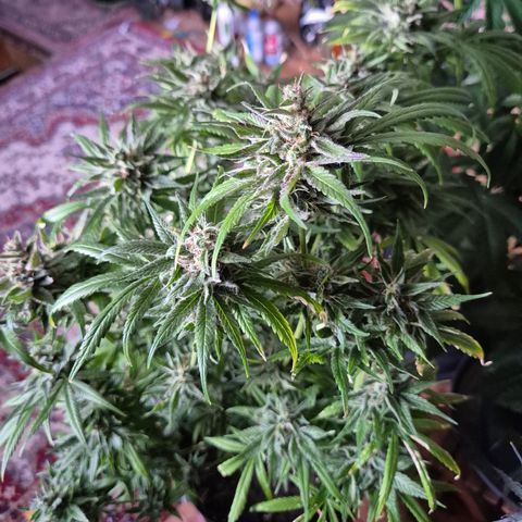 🍍Anna  #1 amnesia lemon  growlog timeline photo