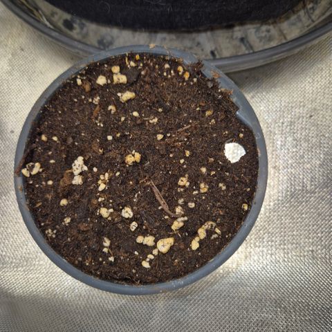WTF- Königin Mimosa evo 👑👑👑 (65-70bt) growlog timeline photo