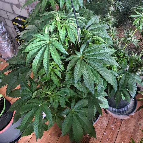 Black Domina 💃 growlog timeline photo