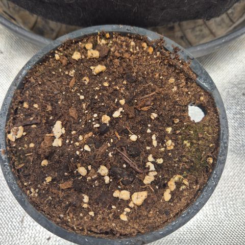 WTF- Königin Mimosa evo 👑👑👑 (65-70bt) growlog timeline photo
