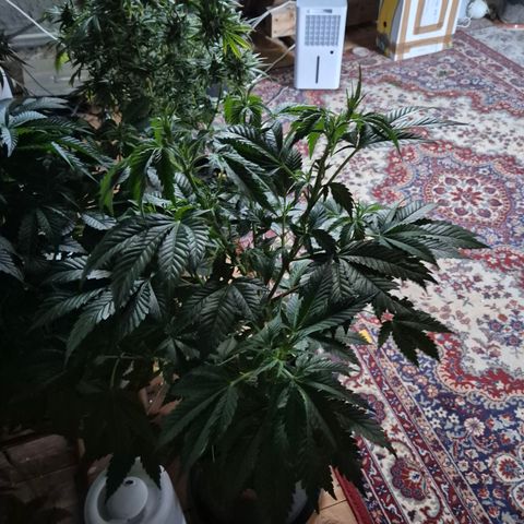 Moby 🍆  growlog timeline photo