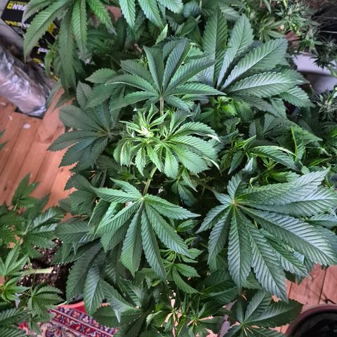 Black Domina 💃 growlog timeline photo