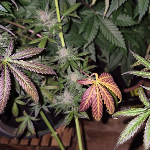 🌅Sherbi photo, blue sunset sherbert, Barneys farm  growlog timeline photo