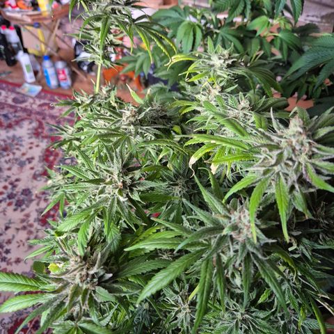 🍍Anna  #1 amnesia lemon  growlog timeline photo