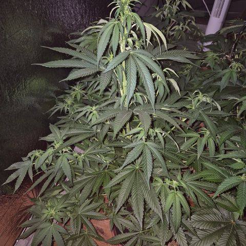 Black Domina 💃 growlog timeline photo