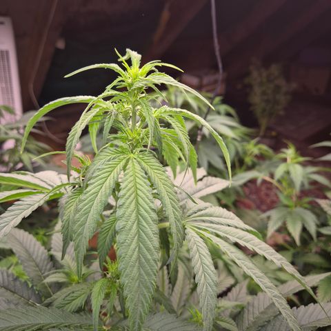 Black Domina 💃 growlog timeline photo