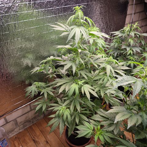 Black Domina 💃 growlog timeline photo