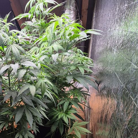 Black Domina 💃 growlog timeline photo
