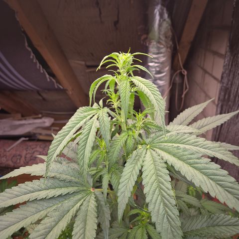Black Domina 💃 growlog timeline photo