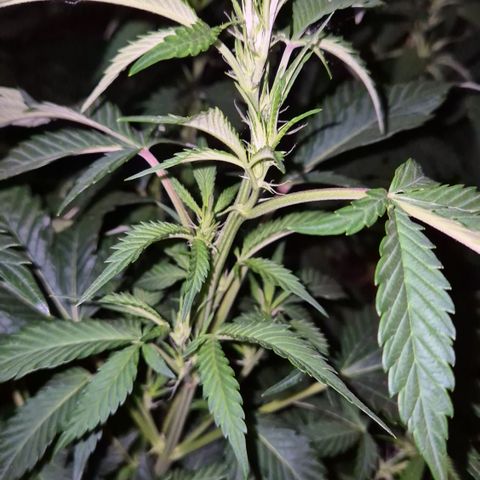 Moby Dick 1 growlog timeline photo