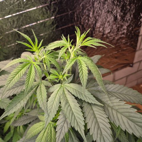 Moby Dick 1 growlog timeline photo