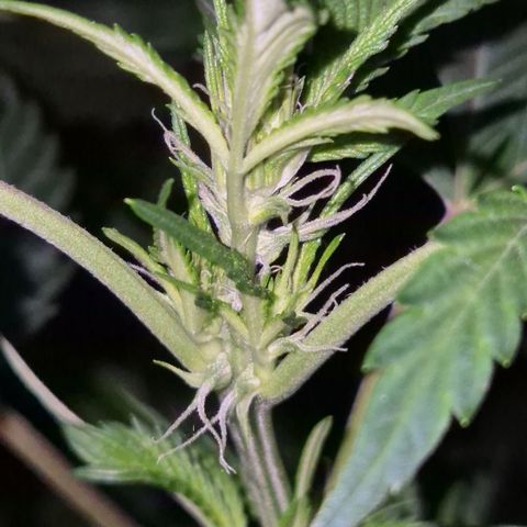 Moby Dick 1 growlog timeline photo