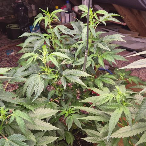 Moby Dick 1 growlog timeline photo