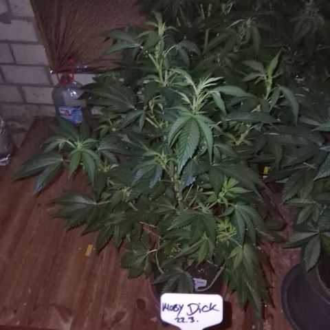 Moby Dick 1 growlog timeline photo