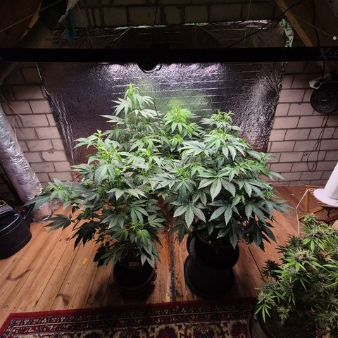Moby Dick 1 growlog timeline photo