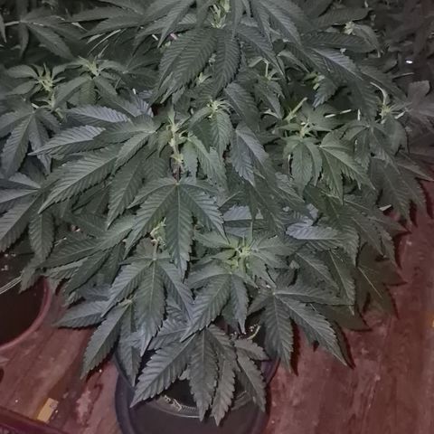 Moby 🍆  growlog timeline photo