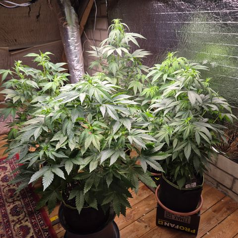 Moby 🍆  growlog timeline photo