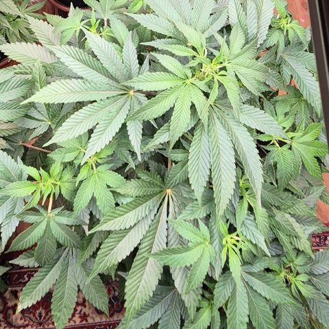 Moby 🍆  growlog timeline photo