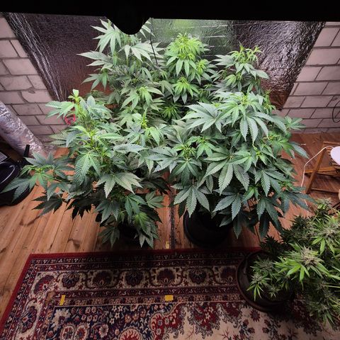 Moby 🍆  growlog timeline photo