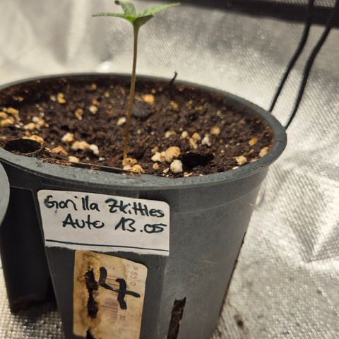 Gorilla Zkittles Auto anna growlog timeline photo