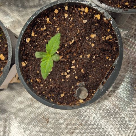 Gorilla Zkittles Auto anna growlog timeline photo