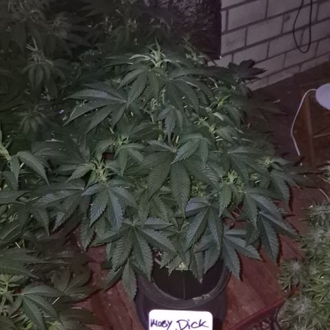 Moby 🍆  growlog timeline photo