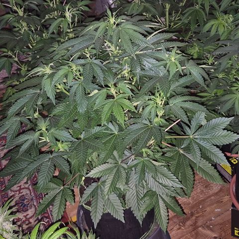 Moby 🍆  growlog timeline photo