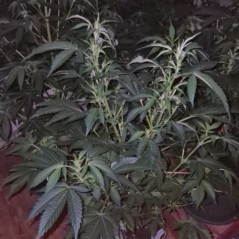 Moby Dick 1 growlog timeline photo
