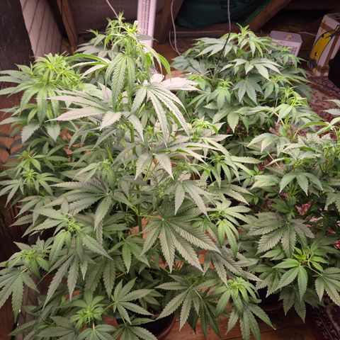 Black Domina 💃 growlog timeline photo
