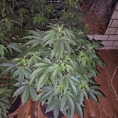 Moby 🍆  growlog timeline photo