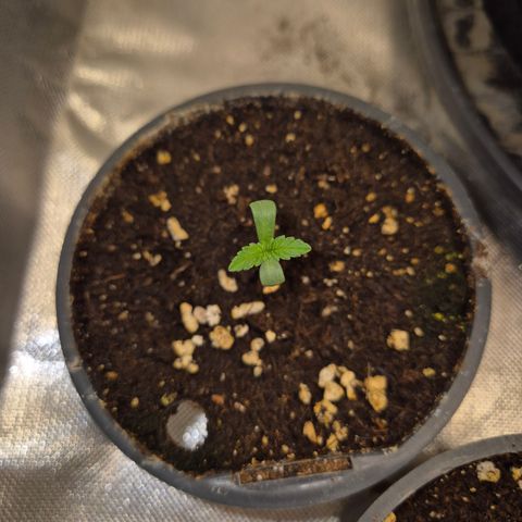 Biscotti (56-70bt) growlog timeline photo
