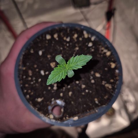 Afghani #1 (45-50bt) growlog timeline photo