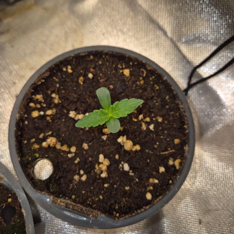 Gorilla Zkittles Auto anna growlog timeline photo