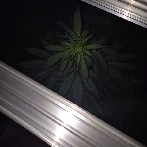 Black Domina 💃 growlog timeline photo