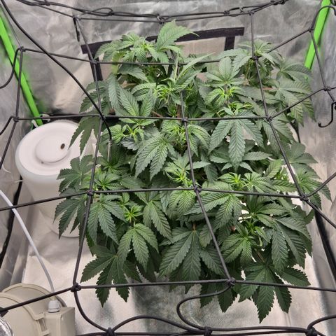 Apple crumble Ben growlog timeline photo