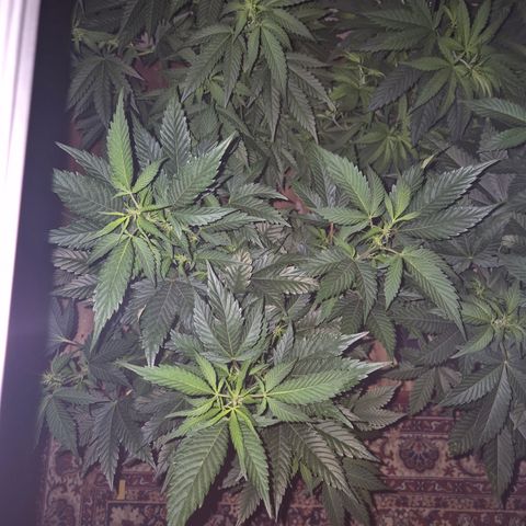 Moby Dick 1 growlog timeline photo
