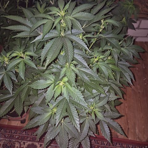 Moby 🍆  growlog timeline photo