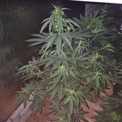 Black Domina 💃 growlog timeline photo
